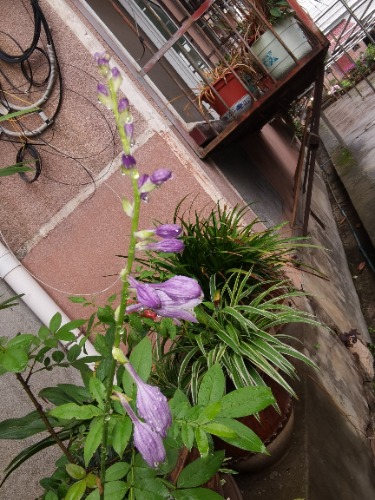IMG_20240608_081506.jpg